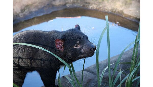 Тасманский дьявол занесен в перечень исчезающих видов в Австралии