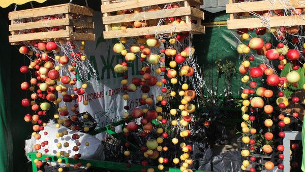 Урожай омской Золотой осени: клубника,  яблоки и советы