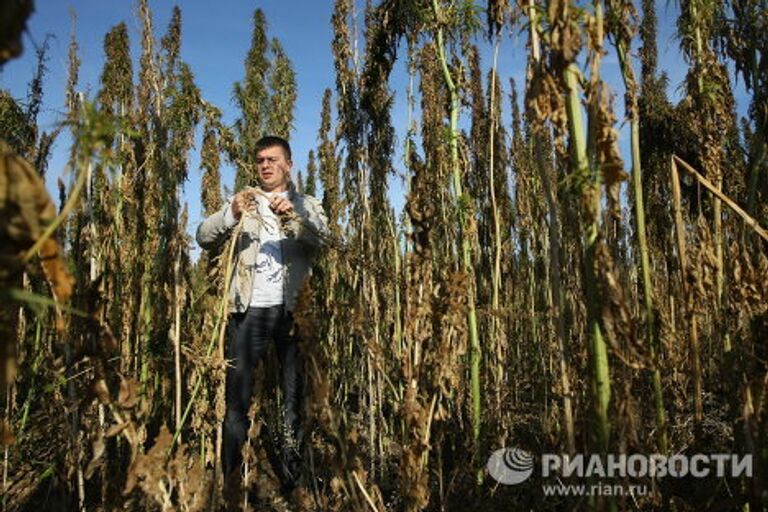 Выращивание ненаркотической конопли на предприятии Патриот-Агро в Новосибирской области