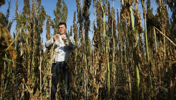 Выращивание ненаркотической конопли на предприятии Патриот-Агро в Новосибирской области