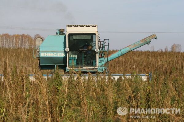 Выращивание ненаркотической конопли на предприятии Патриот-Агро в Новосибирской области