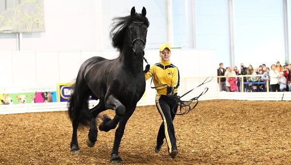 Московская выставка лошадей: игры на пони и урок по вольтижировке 