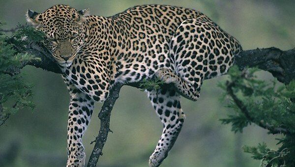 Сообщение о гибели леопарда в Приморье не подтвердилось