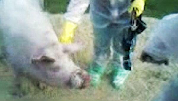 Вспышка африканской чумы свиней произошла на Кубани