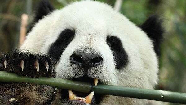 Панда является хищником и ее пищеварительная система, по сути, не приспособлена под растительную пищу. Бактерии помогают ей переваривать бамбук