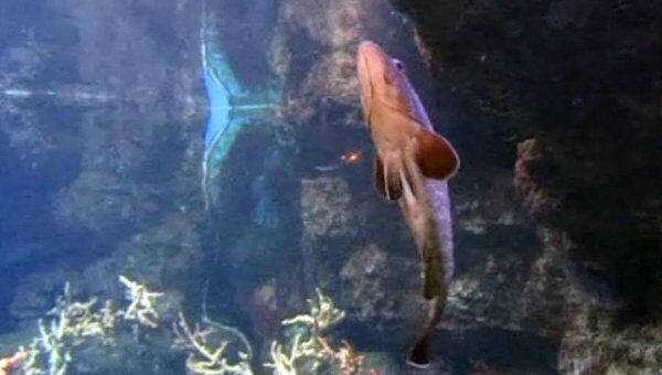 Тайны подводного мира и его обитатели за стеклом аквариума Барселоны 
