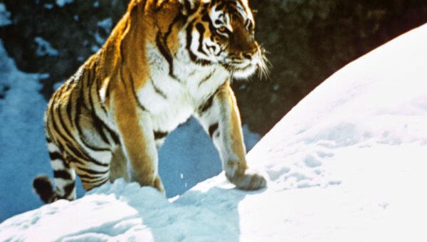 Международный симпозиум по сохранению амурского тигра открылся в КНР