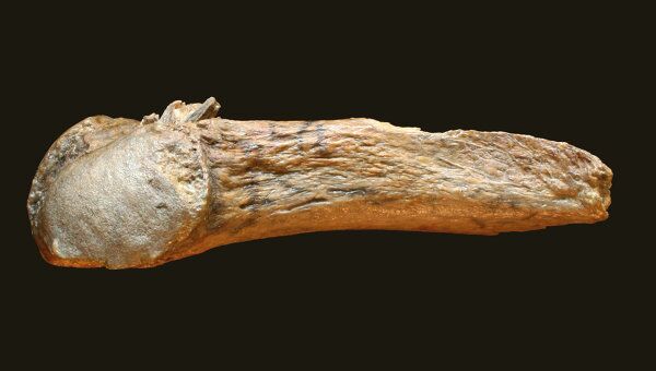 Ребро американского мастодонта (Mammut americanum) и наконечник копья, застрявший внутри него.  