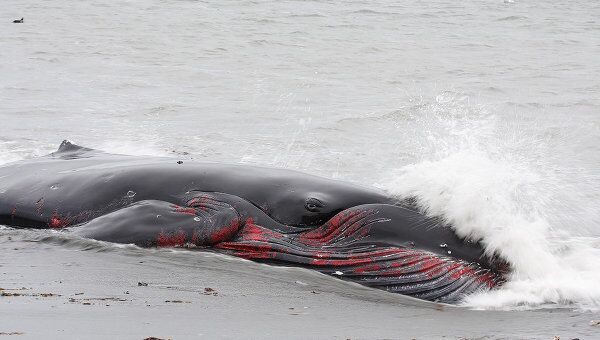 Детеныш кита был выброшен на берег Командорских островов