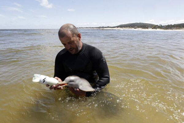 Глава общественной организации «S.O.S Rescate Fauna Marina» Ричард Тесоре кормит новорожденного дельфина