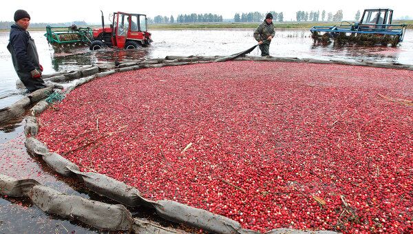 Уборка урожая клюквы на плантациях предприятия Белорусские журавины
