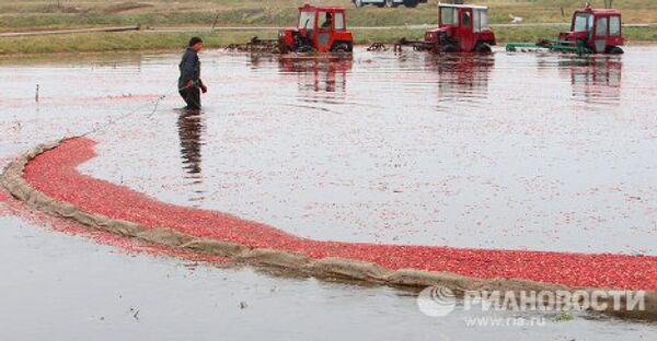 Уборка урожая клюквы на плантациях предприятия Белорусские журавины