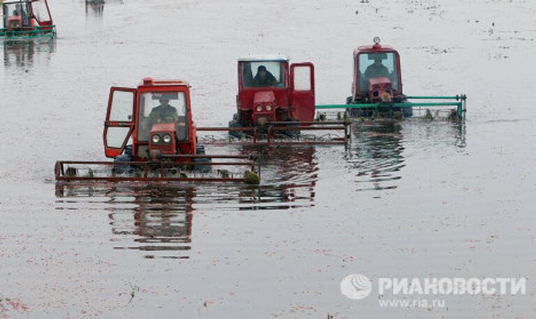 Уборка урожая клюквы на плантациях предприятия Белорусские журавины