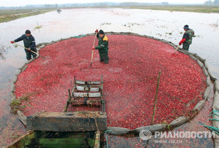 Уборка урожая клюквы на плантациях предприятия Белорусские журавины