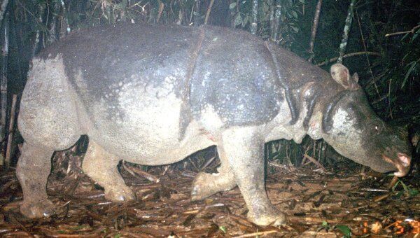Браконьеры полностью истребили яванских носорогов во Вьетнаме – WWF
