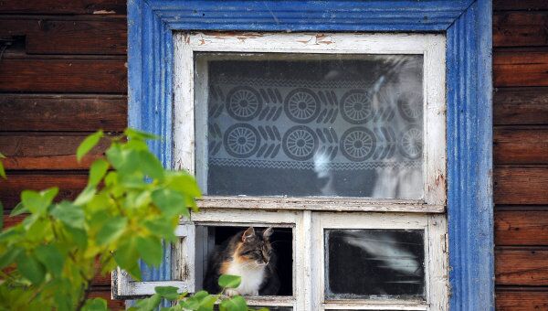 Кошка в окне жилого дома. Архив