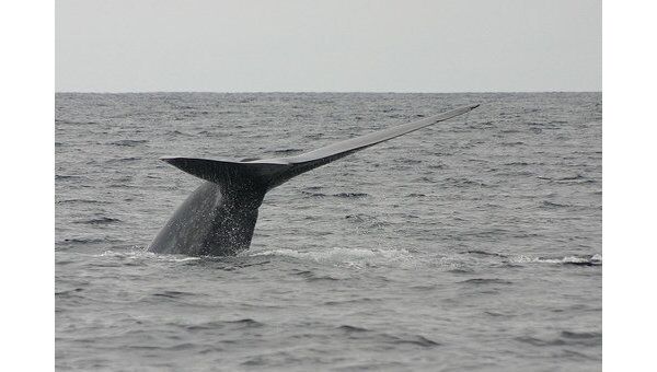 Экологи изгнали японских китобоев из заповедника в Южном океане