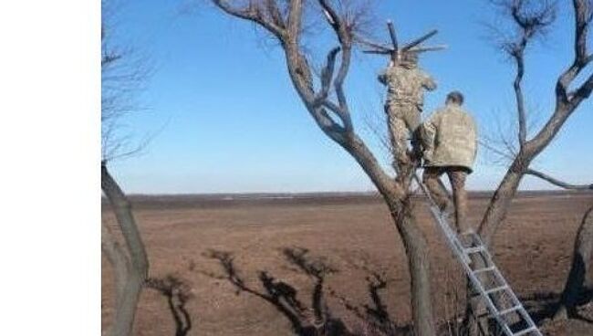 Установка искусственных опор для гнезд аистов в Амурской области