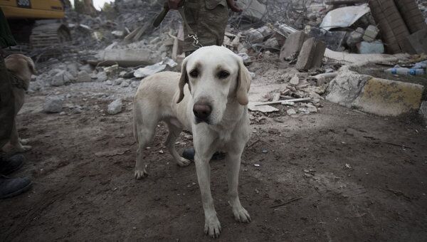 Собака-спасатель по время поисковых работ в Турции 