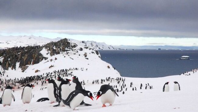 Участники 55-й антарктической экспедиции прибыли на полярную станцию