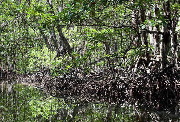 Подземная река и мангровый лес на Филиппинах