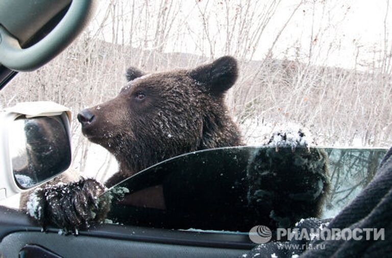 Медведи попрошайничают на дорогах Сахалинской области