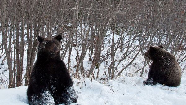 Медведи попрошайничают на дорогах Сахалинской области. Архив