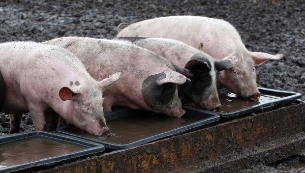 Свиньи на свиноферме в Германии