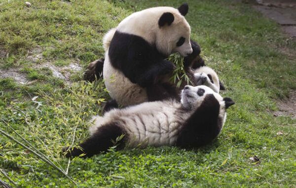 Детеныши панды играют с матерью в мадридском зоопарке