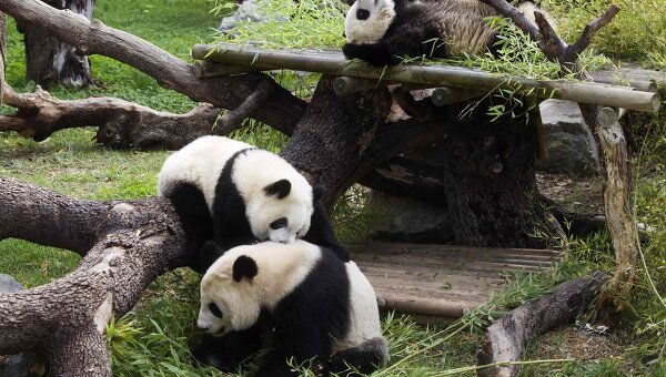 Детеныши панды играют с матерью в мадридском зоопарке