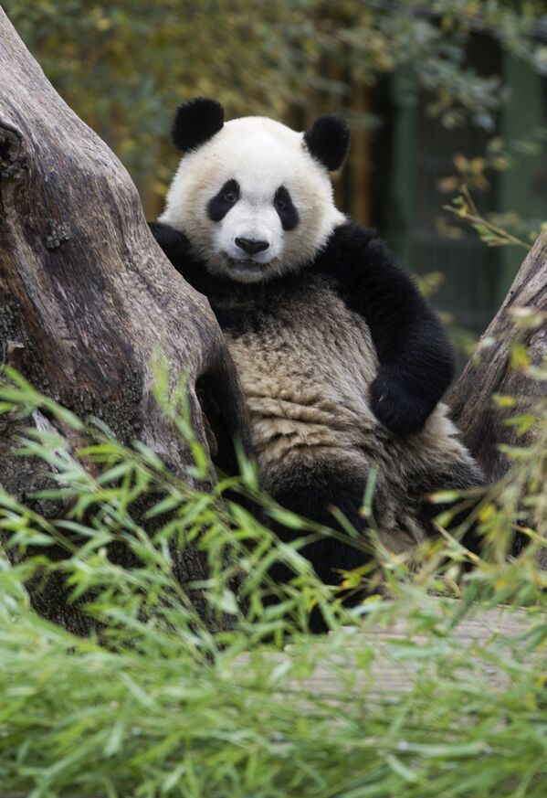 Панда отдыхает на дереве в мадридском зоопарке