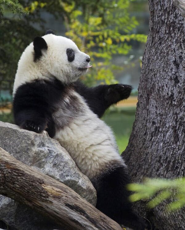 Панда По отдыхает на дереве в мадридском зоопарке