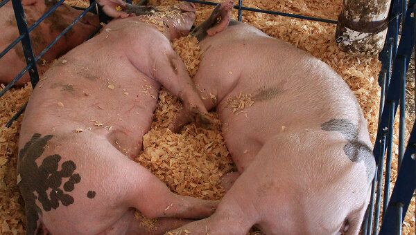 Минсельхоз США подтвердил заражение свиней вирусом H1N1