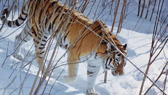 Амурский тигр в лесах Приморского края. Архивное фото