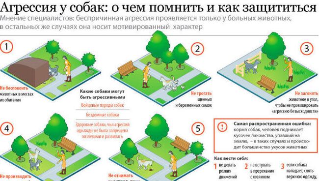 Агрессия у собак: о чем помнить и как защититься