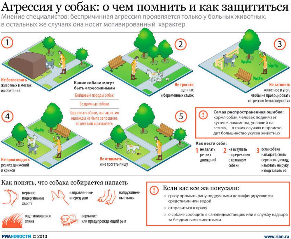 Агрессия у собак: о чем помнить и как защититься