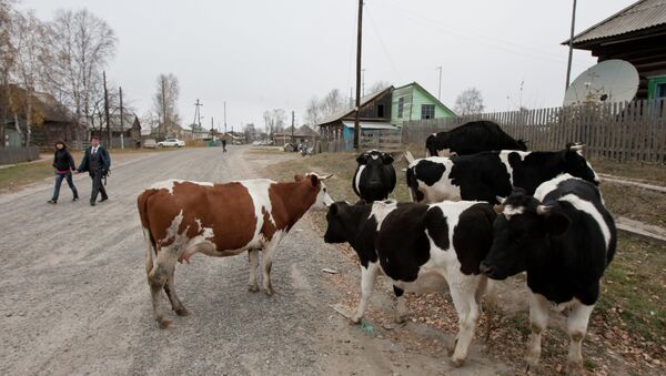 Коровы на улицах томского поселка, архивное фото