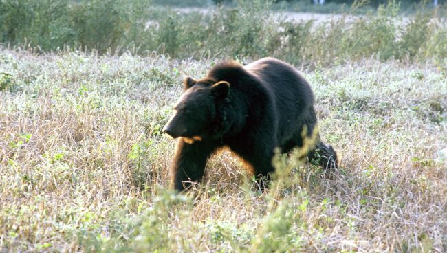 Бурый медведь. Архивное фото