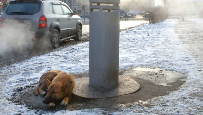 Бродячие собаки греются в морозную погоду