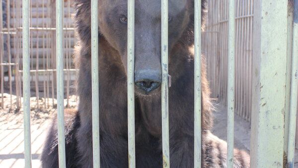 Томские медведи в московском зоопарке