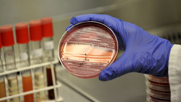 Бактерии кишечной инфекции исследуют в лаборатории. Архив