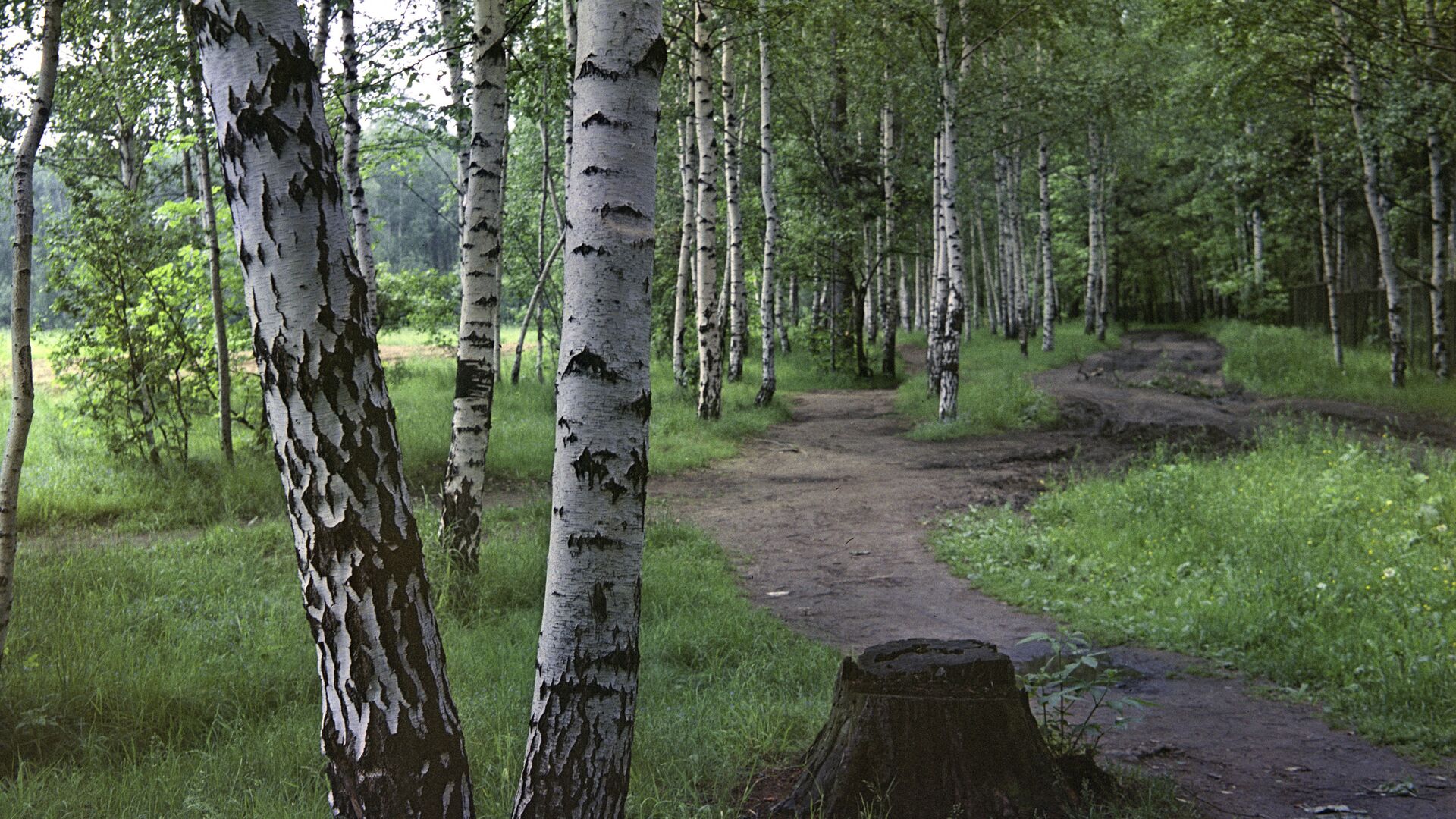 Березовая роща - РИА Новости, 1920, 31.08.2023