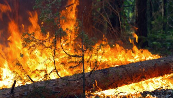 Тушение лесного пожара. Архивное фото