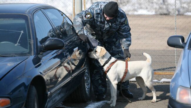 Кинолог со служебной собакой ищет наркотики в автомобиле