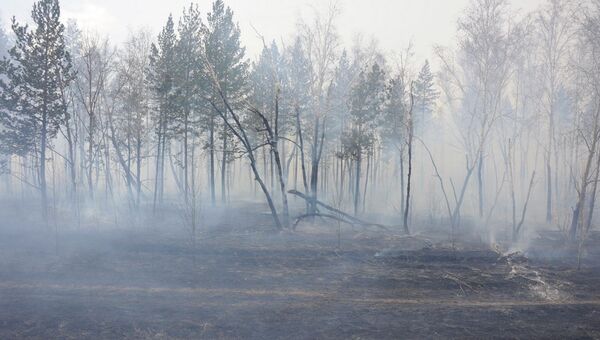 Тушение лесного пожара 