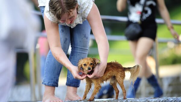 Девушка купает собаку в фонтане
