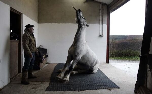 Ирландский конь со своим хозяином
