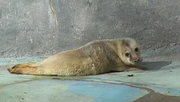 Новорожденный тюлененок принимает солнечные ванны в зоопарке Калининграда. Архив