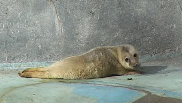 Новорожденный тюлененок принимает солнечные ванны в зоопарке Калининграда