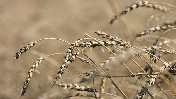 Уборка зерновых, архивное фото